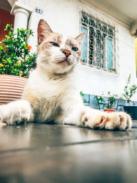 Portrait of a cat looking away