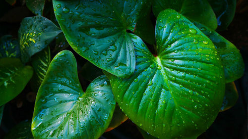 Close-up of wet plant leaves