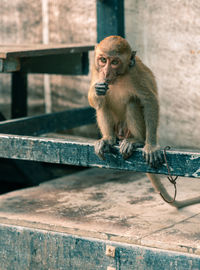 Monkey sitting on wood