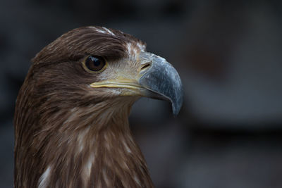 Close-up of a bird looking away