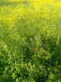Scenic view of grassy field