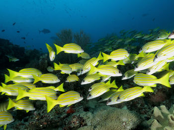 Close-up of fish swimming in sea