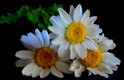 Close-up of daisy flower against black background