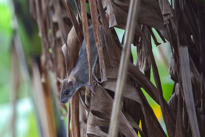 Close-up of rat