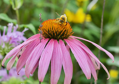 Close-up of honey bee on purple coneflower