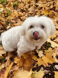 High angle portrait of a dog