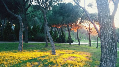 Trees growing in park