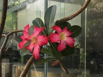 Close-up of pink flowers blooming by window