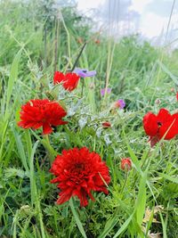 Close-up of red poppy flowers on field