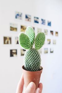 Cropped image of hand holding small potted cactus