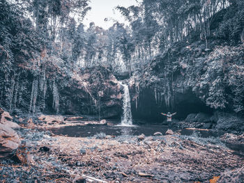 Scenic view of forest