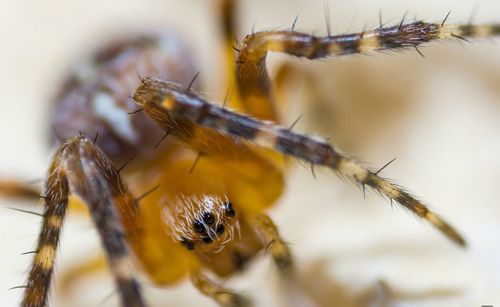 Close-up of spider