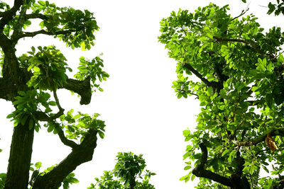 Low angle view of trees against clear sky