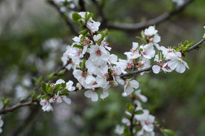 Close-up of white cherry blossom tree