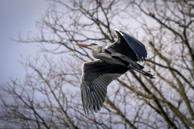 Low angle view of bird perching on branch