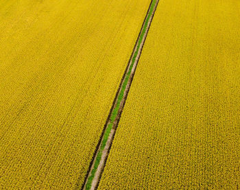 Full frame shot of agricultural field