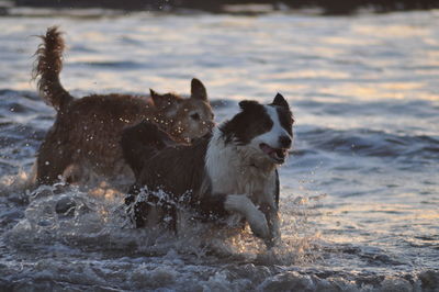 Dog in water