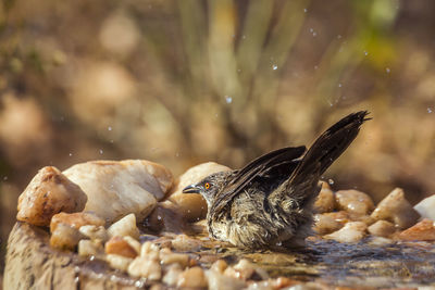 Close-up of a bird in water