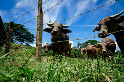 Low angle view of buffalos on field against sky