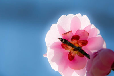 Close-up of pink orchid