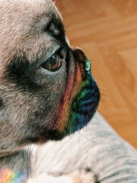 Close-up of dog looking away