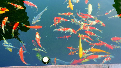 View of koi carps swimming in pond