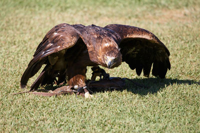 View of birds on field