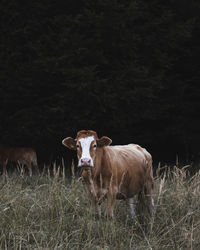 Cows standing in a field