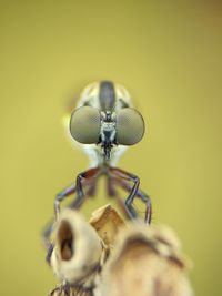 macro photography