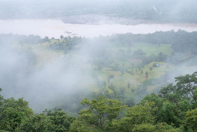 High angle view of trees on land