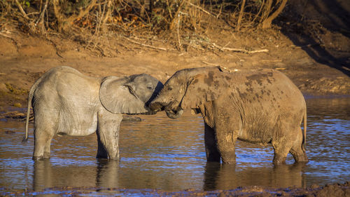 Elephant drinking water in lake