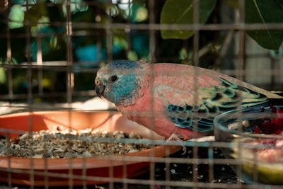 Close-up of parrot in cage