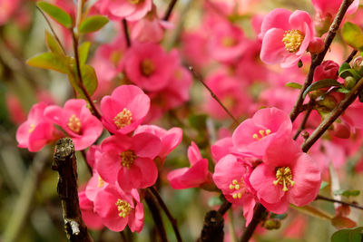 Close-up of pink cherry blossom