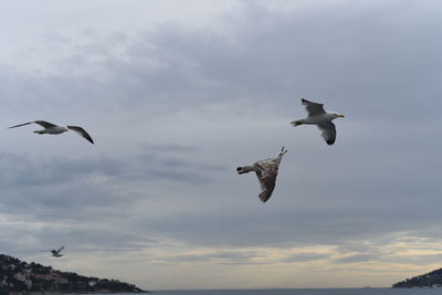 Low angle view of eagle flying against sky