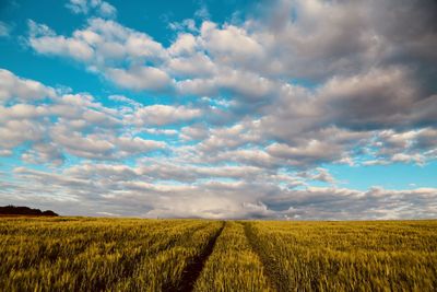 Scenic view of agricultural field against sky