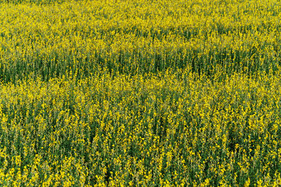 Beautiful sunn hemp field in the bright sunshine on holiday at nakhon sawan, thailand.