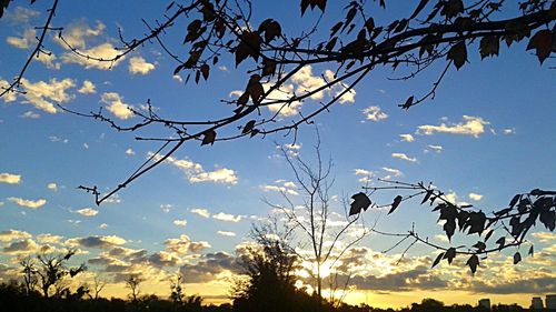 Low angle view of silhouette trees against sky during sunset