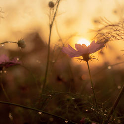 Close-up of plant on field against sky during sunset