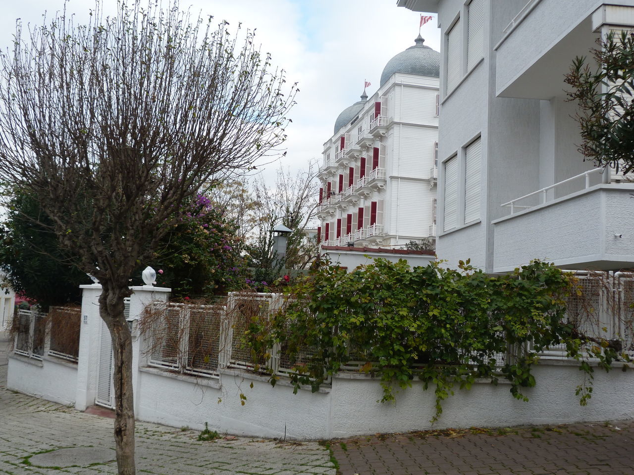 tree, building exterior, architecture, built structure, plant, growth, outdoors, sky, city, no people, day, nature