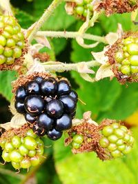 Close-up of berries on tree