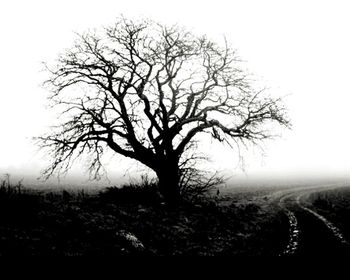 Bare tree on landscape against clear sky