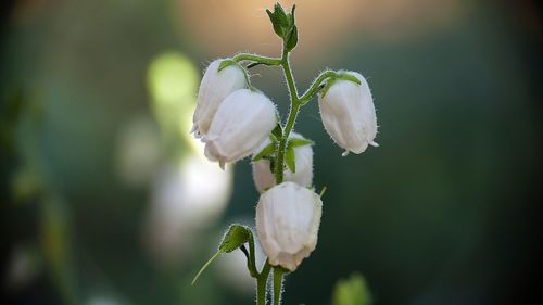 Close-up of white flowering plant