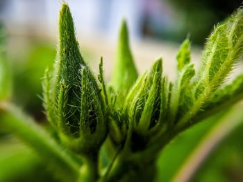 Close-up of green leaf and okra aka ladies finger