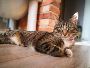 Portrait of tabby cat lying at home