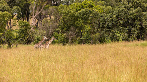 View of an animal on a field