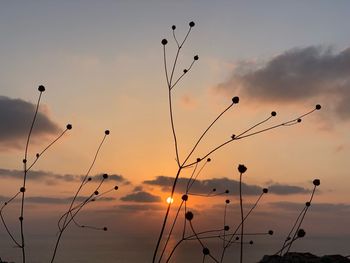 Low angle view of silhouette plants against orange sky