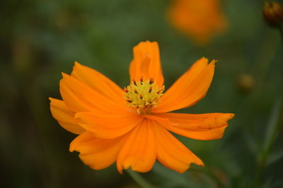 Close-up of orange cosmos flower
