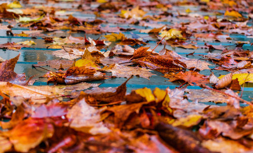 High angle view of maple leaves floating on water