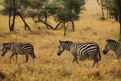 Zebras on a field