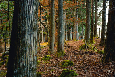 Trees in forest